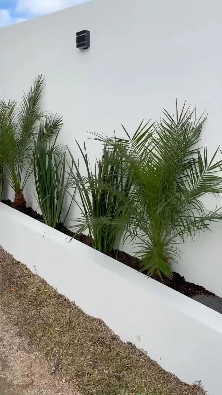 Projeto real de paisagismo da Bamboo com palmeiras e forração junto a um muro branco